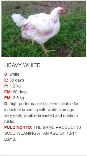 heavy white  chicken