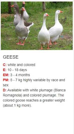 goose  (anatidi )