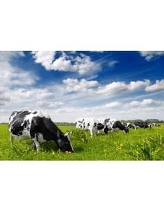 Emails élevages animaux de la ferme - Bétails