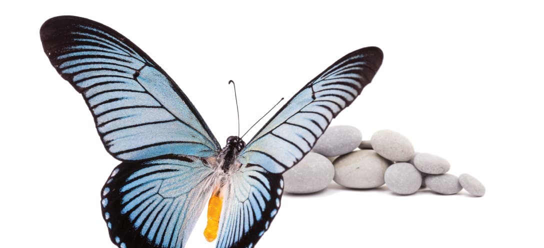 ExpoSilit Interior - koruyucu madde icermeyen silikat ic cephe boyasi