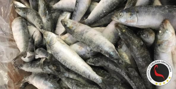 Sardina IQF