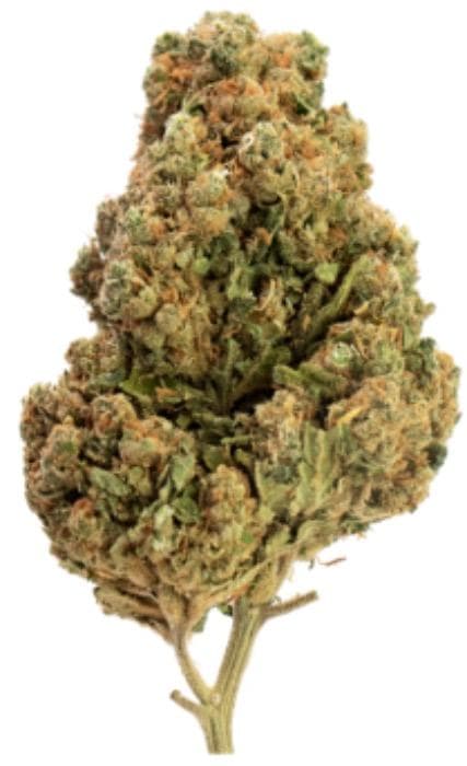 GP4 / Jack Herer Indoor - 1kg