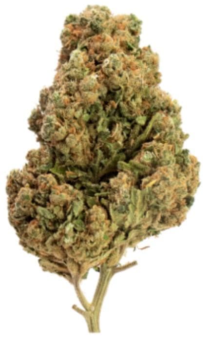 GP4 / Jack Herer Indoor - 500gr