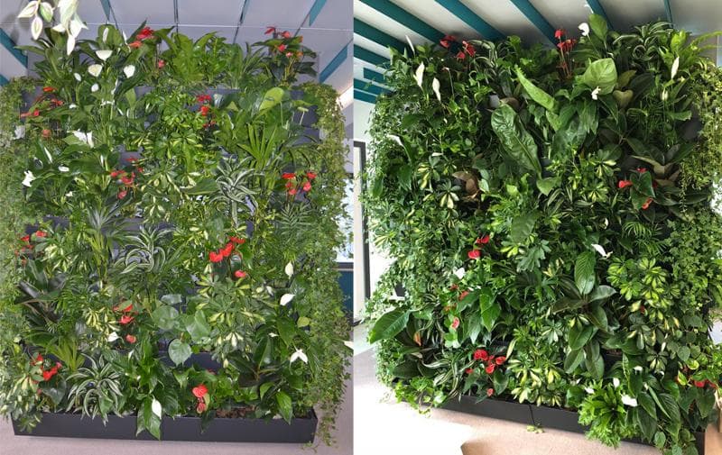 Hydro Profi Line® Wandbegrünungssysteme