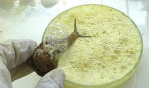 Bave d'escargots Sauvages/ Slavers of wild snails