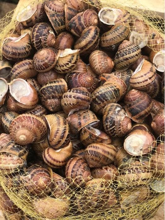 Helix Aspersa Muller for human consumption