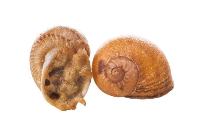 Escargot stuffed with oyster sauce