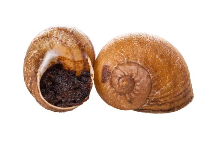 Escargo with olives and herbs