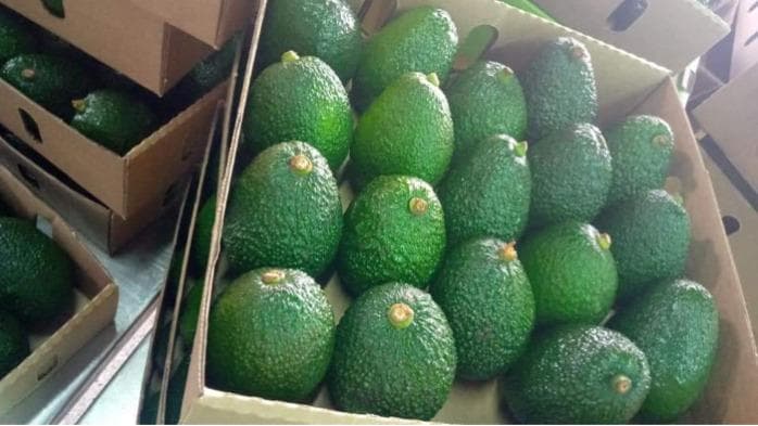 CARTON D'AVOCAT HASS