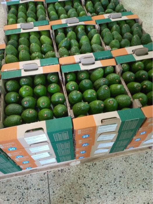 PALETTE D'AVOCAT HASS