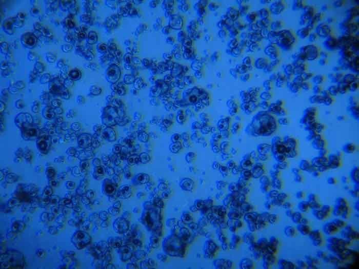 Huile riche en omega 3 microencapsulés