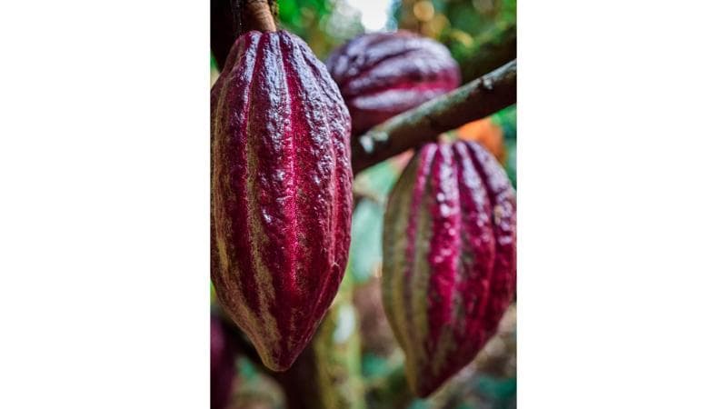 Cocoa beans