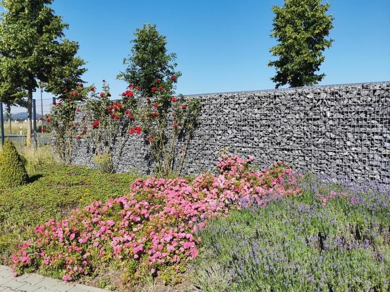 Blicks Professional - Zaungabione