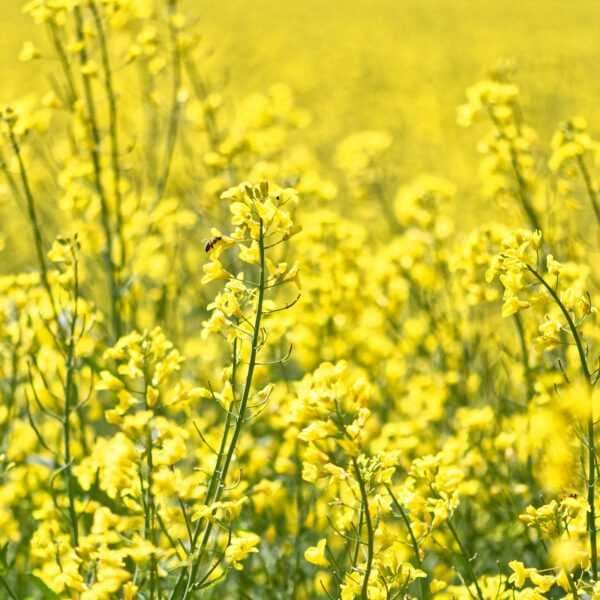 زيت الكانولا العضوي (بذور اللفت)