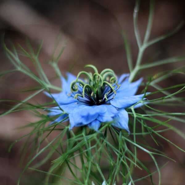 بهار الكمون الأسود العضوي