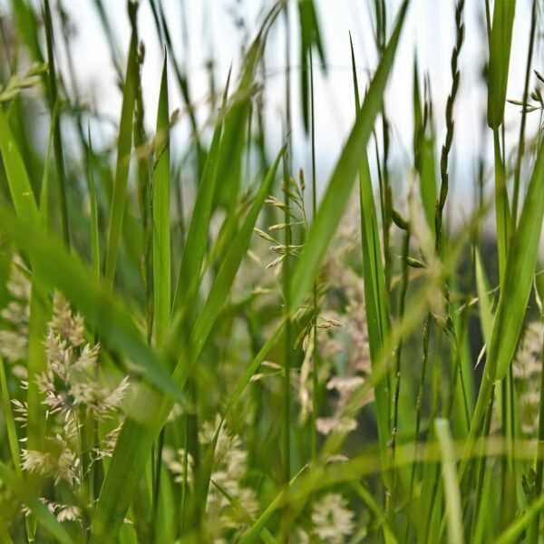 بهارات عشب المروج العضوية