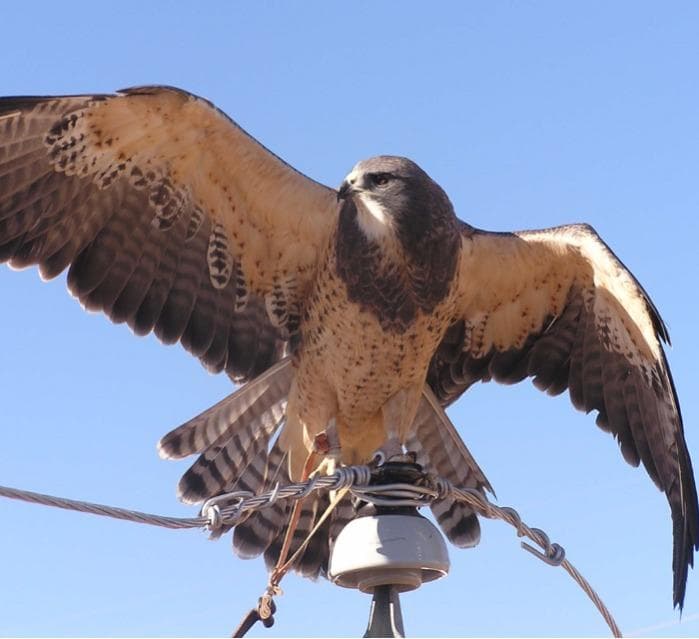 Boitiers de protection avifaune moyenne tension HTA MIDSUN