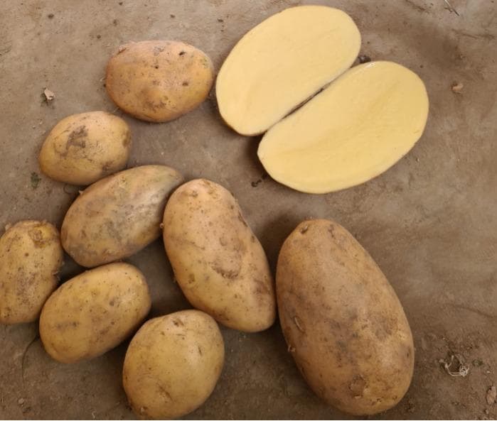 Potatoes