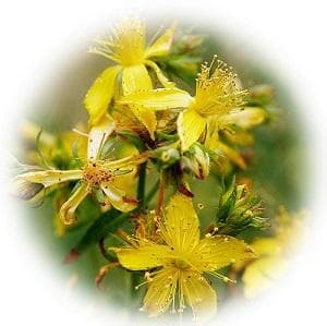 Hypericum perforatum L
