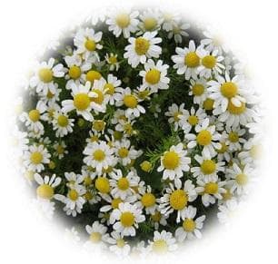 German chamomile