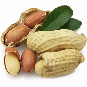 Peanut