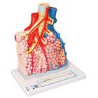 Lung Lobules - With blood vessels - 3B Smart Anatomy