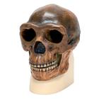 Anthropological skull - Synanthropus