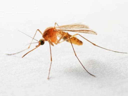 mosquitoes