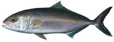 FRESH FISH
