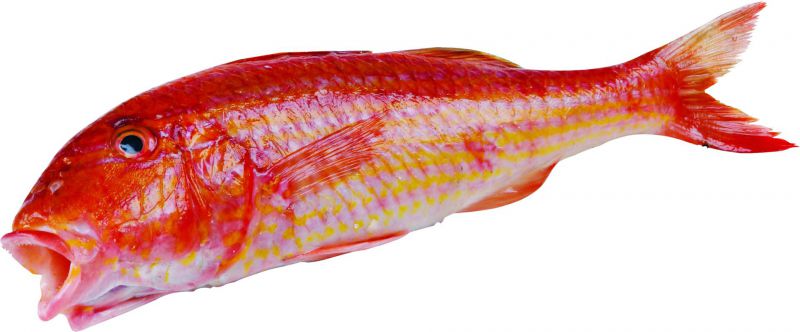 Fresh fish - Kidney bean
