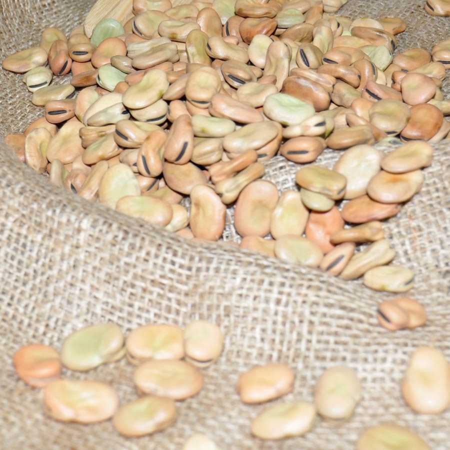 BROAD BEANS