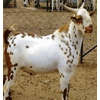 AL MOIN GOAT FARM & ORGANIC PARK