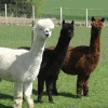 ALPACA TUMULUS