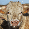 ATLASLIVESTOCK SARL