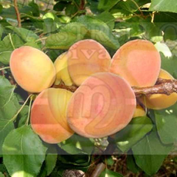 APRICOT