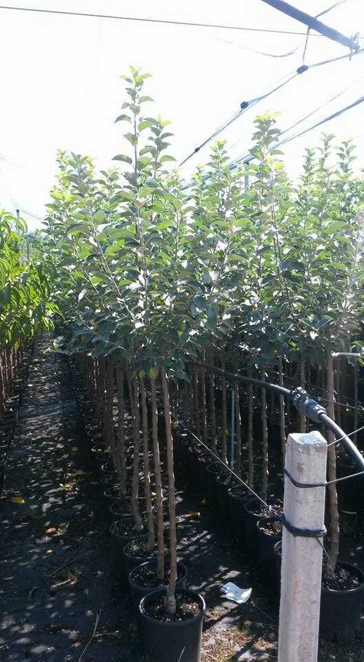 flower and fruit tree seedlings