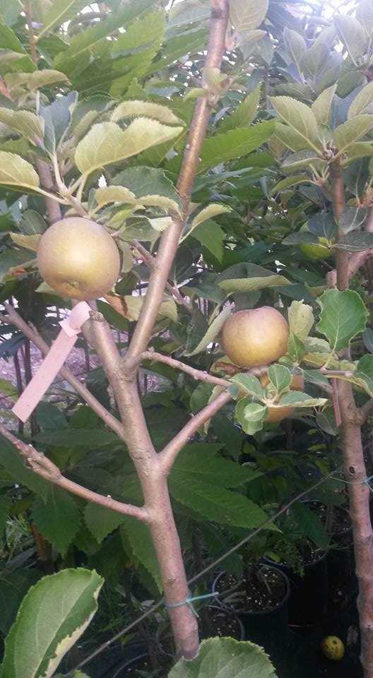 flower and fruit tree seedlings