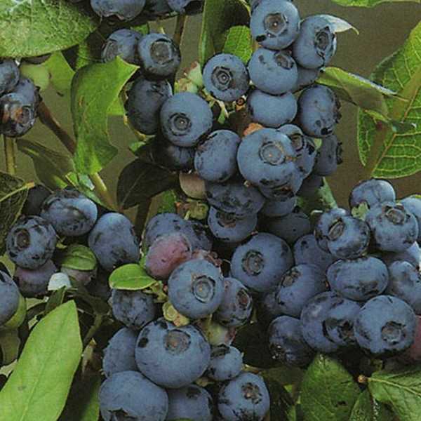 American blueberry