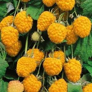 YELLOW RASPBERRY