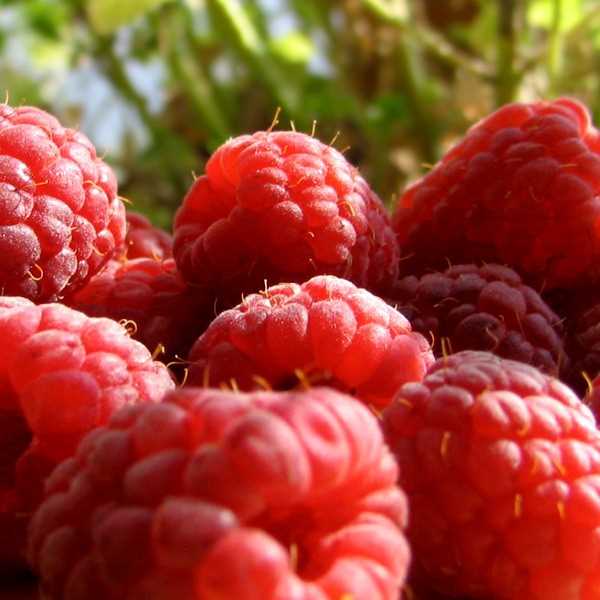 Red raspberry