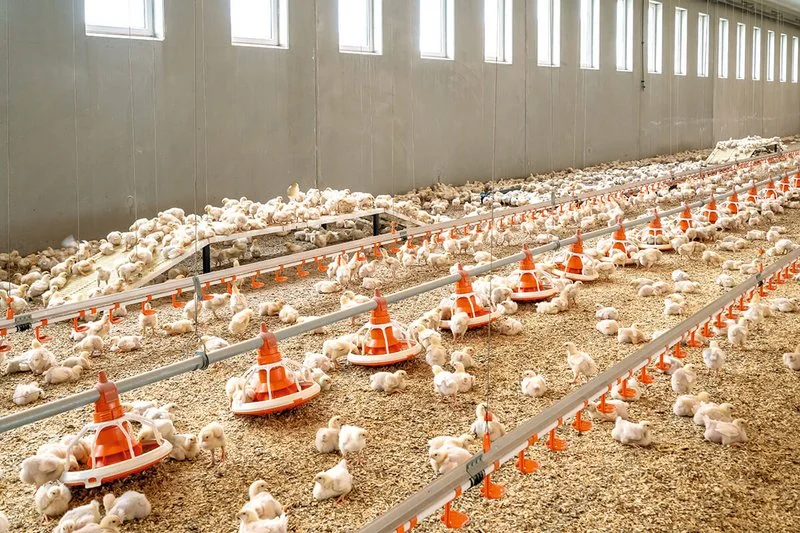 Broiler Production