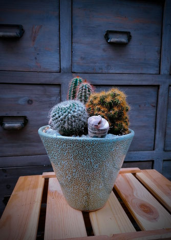 Arrangement MY LITTLE GREEN CACTUS