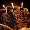 CAFE DE GALÁPAGOS