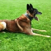 CAISSA DOG SECURITY
