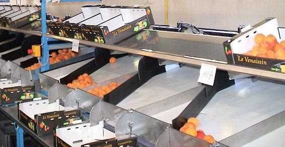 electronic multi-fruit weight graders