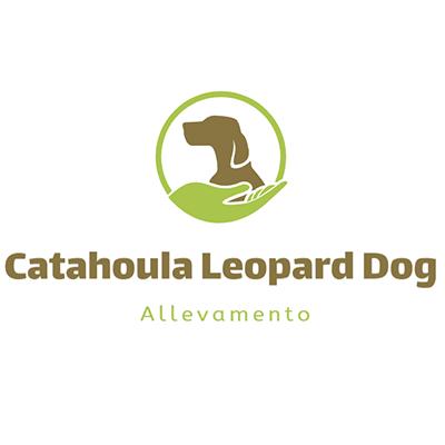 CATAHOULA LEOPARD DOG