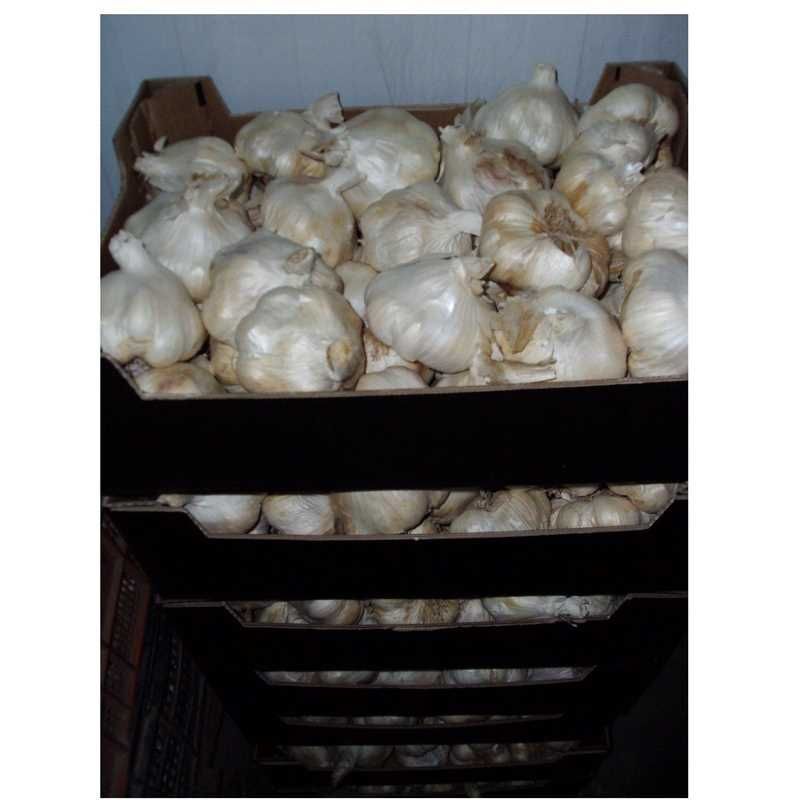 whole Sale of garlic