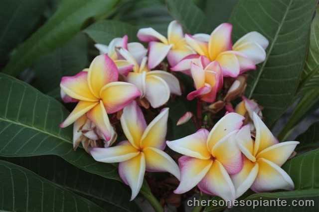 Plumeria ( Frangipani) Apocynaceae