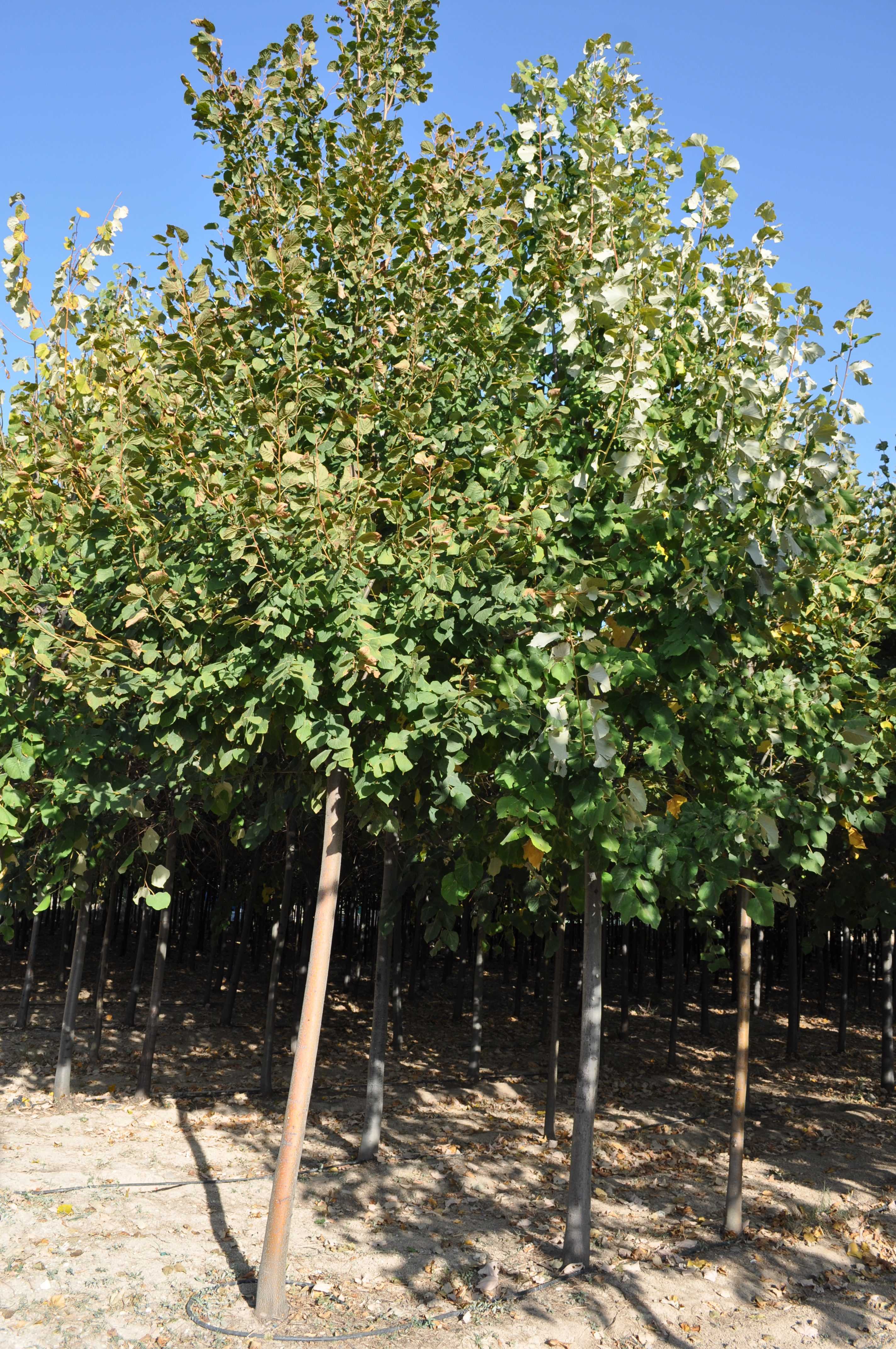 TILIA TOMENTOSA