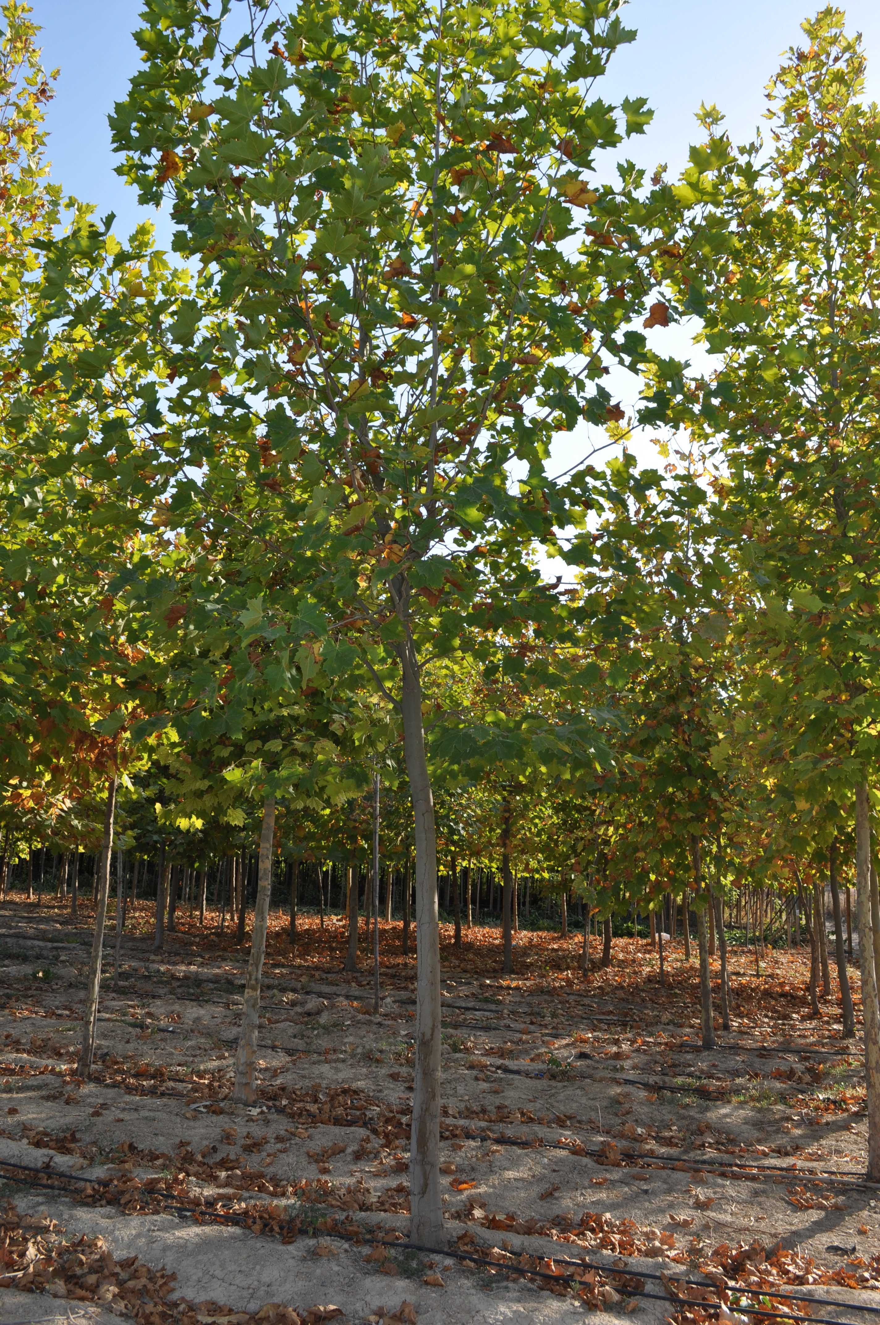 PLATANUS SP